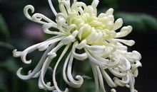 我亲爱的姥姥_500字