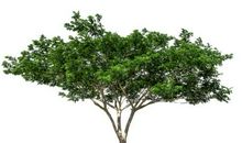 树木的作用_800字