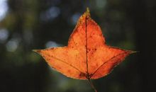 秋天的树叶_200字