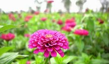 花开正好，浮生未歇_3000字