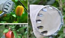 记事作文：摘柿子_300字