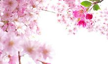 记忆中那年的樱花_900字