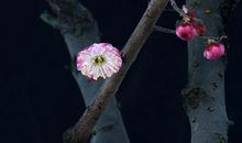 天涯也有江南信。梅破知春近。