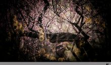 临砌影，寒香乱、冻梅藏韵。