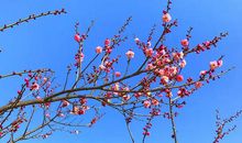 为容不在貌，独抱孤洁。