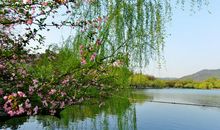 江南腊尽，早梅花开后，分付新春与垂柳。