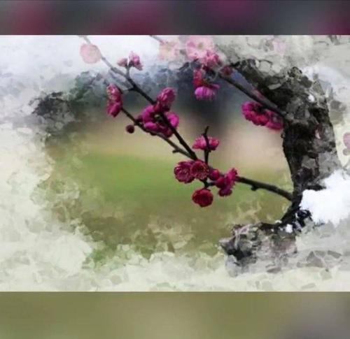 谢谢梅花，和我在一起。