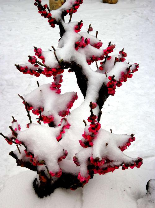 有成千上万的梅花分支，至今仍充满激情，学着雪跟随风。