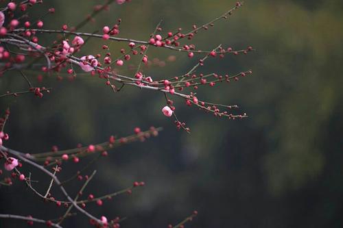 花争春，冷树枝先出来。