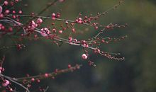 花意争春，先出岁寒枝。