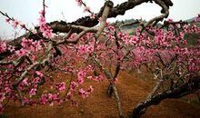 梅以曲为美，直则无姿；