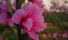 醉折残梅一两枝，不妨桃李自逢时。