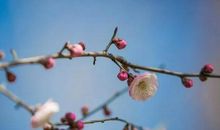 陌上风光浓处。第一寒梅先吐。