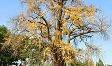 经典优美段落：做最美的银杏叶段落_650字