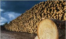 不要再砍伐树木了_400字