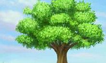 大树的自述_200字