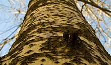 陪伴我的树_450字