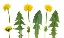 不敢开花的蒲公英_500字