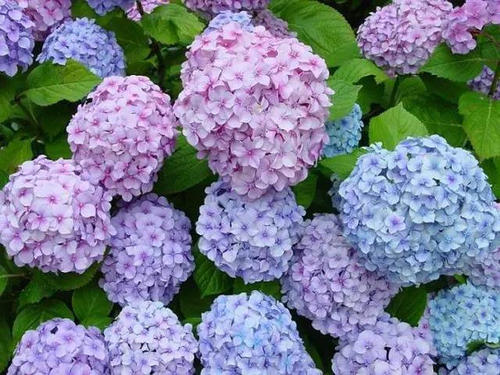 花语_1500字