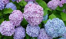 花之花语_1500字