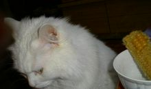 咪咪的眼泪_250字