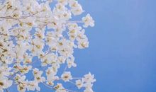 又见枝头吐新绿_1500字