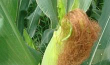 生命 追逐_200字