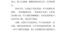 初一状物作文：娇棕_600字