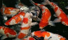 吃奶鱼的传说_800字