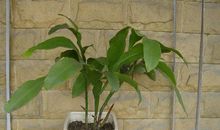 初一状物作文：品美人松_600字