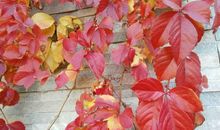 秋之色，叶之美_900字