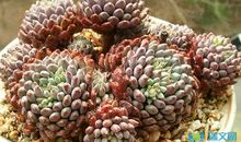 初一状物作文：我的多肉_550字