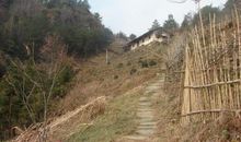 关于外婆的作文：外婆家的小竹林_1200字