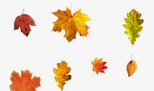 秋天的树叶 _600字