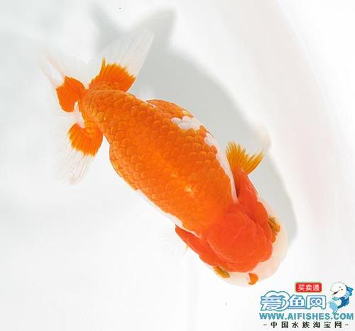 金鱼_600字