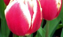 我的水果郁金香_450字