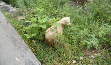 迷路的羔羊_500字