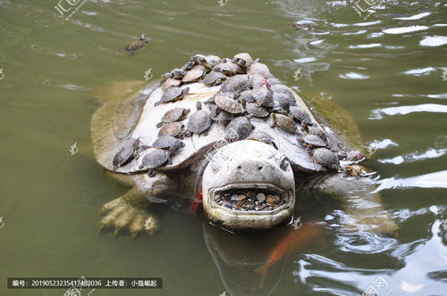 乌龟的谈话_900话