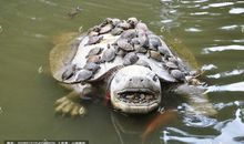 乌龟的诉说_900字