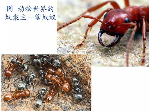 团结-蚂蚁智慧_600字