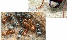 团结——蚂蚁的智慧_600字