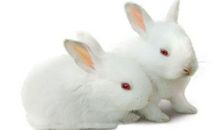 可爱的小白兔_150字