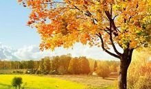 美丽的秋天_200字