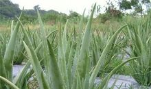 课余生活的作文：养芦荟_350字