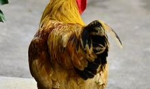 如果公鸡下蛋_900字