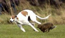 龟兔之争，生死角逐_1500字