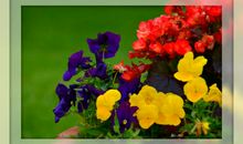 夏日微凉，花开有声_500字