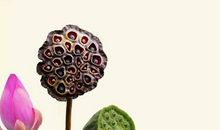 活出你的骨气来_1200字