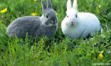 骄傲的小白兔_250字