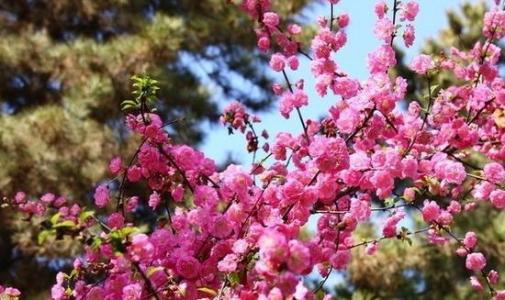 如果我是桃花